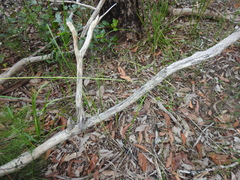 Digitaria parviflora