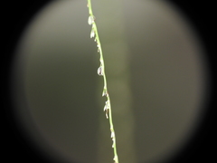 Digitaria parviflora