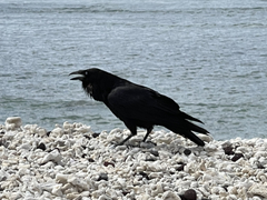 Corvus corax sinuatus