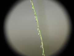Digitaria parviflora