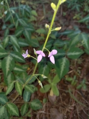 Desmodium uncinatum image