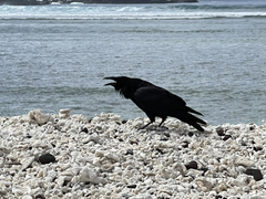 Corvus corax sinuatus