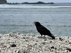 Corvus corax sinuatus