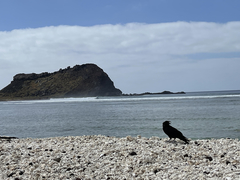 Corvus corax sinuatus