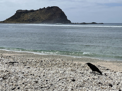 Corvus corax sinuatus