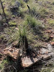 Xerophyta retinervis