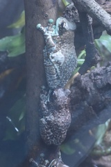 Trachycephalus resinifictrix