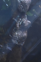 Trachycephalus resinifictrix