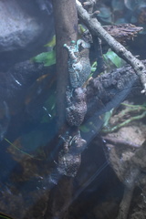 Trachycephalus resinifictrix