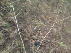 Lonicera praeflorens