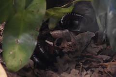 Archispirostreptus gigas