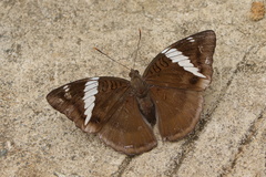 Euthalia phemius