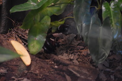 Archispirostreptus gigas