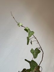 Hedera rhizomatifera