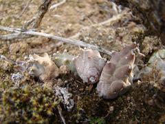 Duvalia caespitosa caespitosa