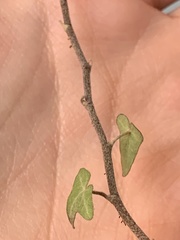 Hedera rhizomatifera