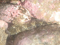 Blennodon dorsalis