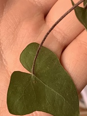Hedera rhizomatifera