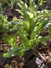 Veltheimia