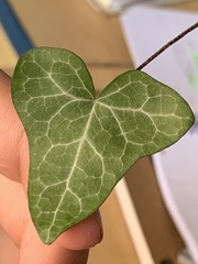 Hedera rhizomatifera