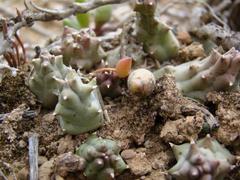 Duvalia caespitosa caespitosa