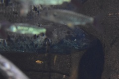 Protopterus annectens