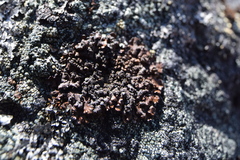 Xanthoparmelia verruculifera