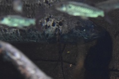 Protopterus annectens