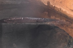 Protopterus annectens