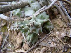 Duvalia caespitosa caespitosa