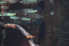 Protopterus annectens