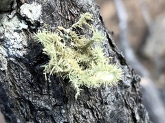 Usnea scabrida