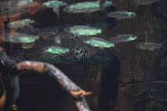 Protopterus annectens