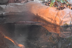 Protopterus annectens