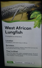 Protopterus annectens