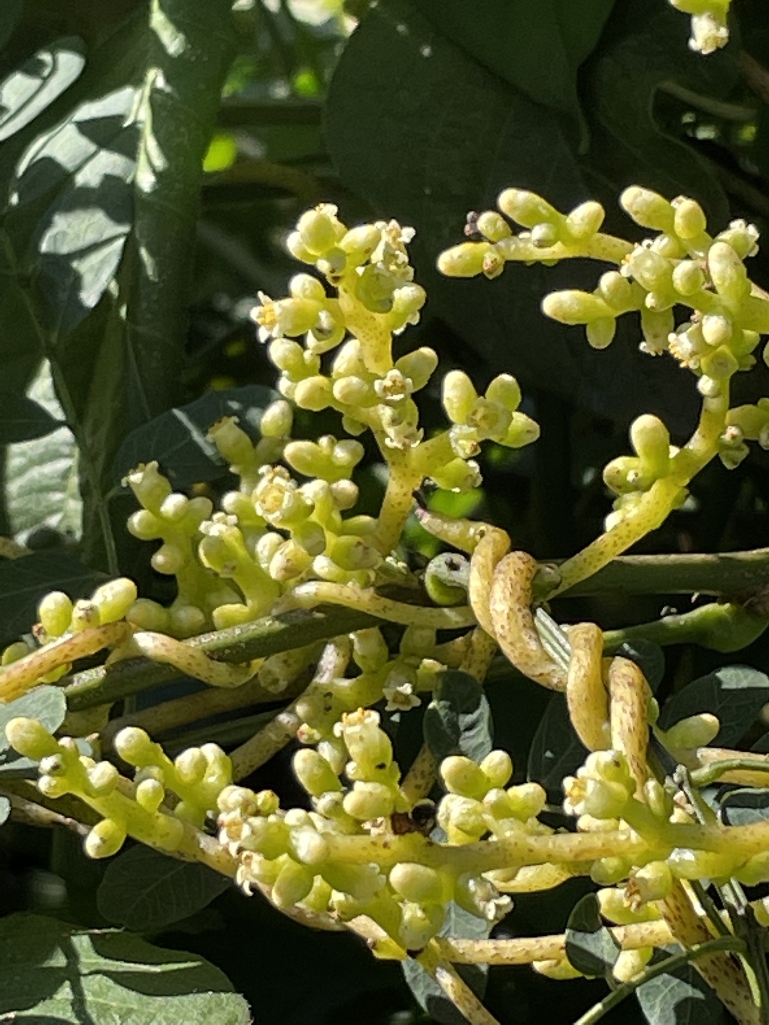 Cuscuta cassytoides