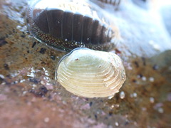 Irus elegans