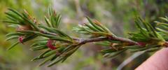 Cliffortia pterocarpa