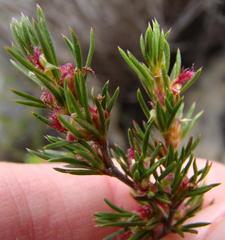 Cliffortia pterocarpa