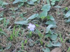 Viola langloisii