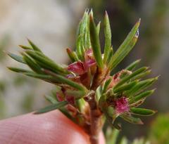 Cliffortia pterocarpa