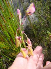 Cliffortia pterocarpa