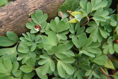 Corydalis intermedia