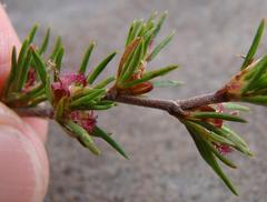 Cliffortia pterocarpa