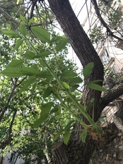 Erythrina crista-galli