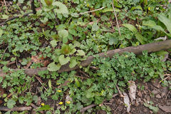 Corydalis intermedia