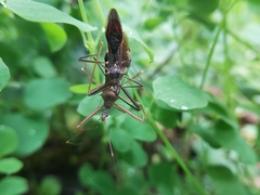 Epidaus sexspinus