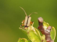 Metacantharis clypeata