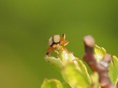 Metacantharis clypeata