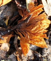 Fucus serratus